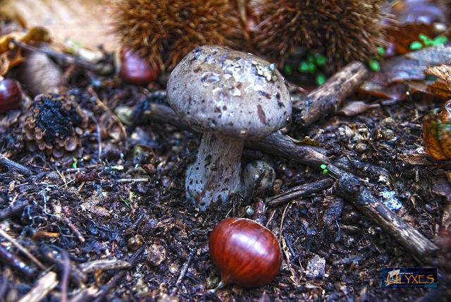 funghi e castagne.JPG